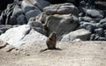 Rocks and squirrel at Monterrey Bay area enjoying a nibble. Royalty Free Stock Photo