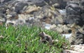 Rocks and squirrel at Monterrey Bay area enjoying the outdoors. Royalty Free Stock Photo