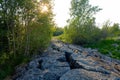 Rocks and a stone trail through the forest. The sun shines through green leaves and tree branches Royalty Free Stock Photo