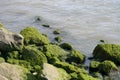 rocks stones water overgrown moss algae Royalty Free Stock Photo