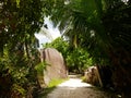 rocks surrounded by tropical trees