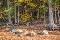 Rocks and trees along the shore Royalty Free Stock Photo