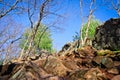 Rocks and trees of an outdoor hike on a clear day