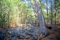 Rocks and trees of an outdoor hike on a clear day