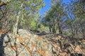 Rocks and trees of an outdoor hike on a clear day