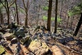 Rocks and trees of an outdoor hike on a clear day