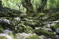 Rocks and trees in wood Royalty Free Stock Photo