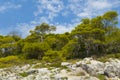 Rocks and the trres landscape