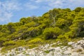 Rocks and the trres landscape