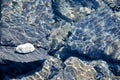 Rocks Under River