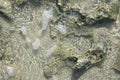 Rocks under water reflecting sun at ocean`s edge