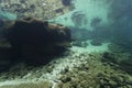 Underwater landscape clear water