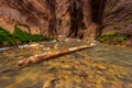 Rocks in the Virgin River Narrows in Zion National Park. Royalty Free Stock Photo