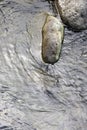 Rocks in water. Royalty Free Stock Photo