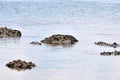 Rocks with wild oysters growing on the in the sea Royalty Free Stock Photo