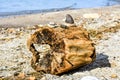 Rocks and Zebra Mussels on Tree Stump