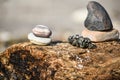 Rocks and Zebra Mussels on Tree Stump Royalty Free Stock Photo