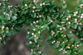 Rockspray cotoneaster fruit tree blossomed in spring in garden Royalty Free Stock Photo