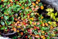 Rockspray cotoneaster Cotoneaster horizontalis leaves and berries in a garden Royalty Free Stock Photo