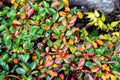 Rockspray cotoneaster Cotoneaster horizontalis leaves and berries in a garden Royalty Free Stock Photo