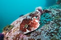 Rocksucker or giant clingfish Chorisochismus dentex Royalty Free Stock Photo