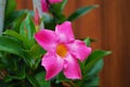 Rocktrumpet mandevilla plant growing in my front yard flower bed spring time