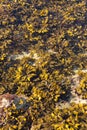 Rockweed patch in water at low tide