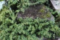 Rockweed or Pilea Microphylla