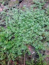 Rockweed plant that grows vines between rocks. Royalty Free Stock Photo