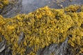 Rockweed seaweed or bladderwrack, fucus vesiculosus, on rocks at Trefor beach on the Welsh coast