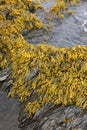 Rockweed seaweed or bladderwrack, fucus vesiculosus, on rocks at Trefor beach on the Welsh coast