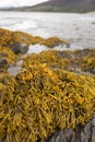 Rockweed seaweed or bladderwrack, fucus vesiculosus, on rocks at Trefor beach on the Welsh coast