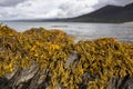 Rockweed seaweed or bladderwrack, fucus vesiculosus, on rocks at Trefor beach on the Welsh coast