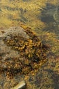 Rockweed seaweed in Atlantic Ocean on New England Maine coast - marine life nautical sea ocean maritime stock photo Royalty Free Stock Photo