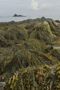 Rockweed seaweed cover rocks visible at low tide in the Bay of Fundy.