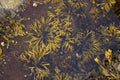 Rockweed in a Tide Pool