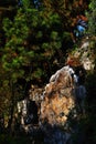 rockwork and trees Royalty Free Stock Photo