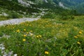 Rocky alpine landscape with a meadow full of yellow ox-eye and blue earleaf bellflower (Campanula cochleariifolia)