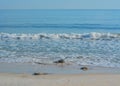 The rocky Atlantic Coast, at Marineland Beach in Marineland, Flagler County, Florida Royalty Free Stock Photo