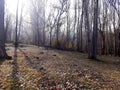 Rocky Autumn Forest Royalty Free Stock Photo