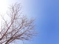 Blue sky and leafless tree Royalty Free Stock Photo
