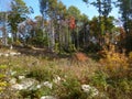 Rocky Autumn Forest with tall trees Royalty Free Stock Photo