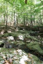 A rocky bank along a stream in the forest of William B. Umstead State park in North Carolina