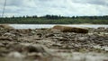 rocky bank of a large forest river