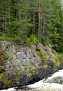 Rocky bank of the stormy river with growing pines