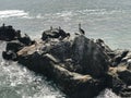 Rocky beach and bords in Chile Royalty Free Stock Photo