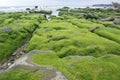 Rocky beach covered by seaweed