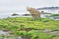 Rocky beach covered by seaweed Royalty Free Stock Photo