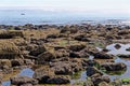 Rocky beach - Durham Heritage Coast Royalty Free Stock Photo