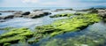 Rocky beach with algae, clear water, and blue sky creating a natural landscape Royalty Free Stock Photo